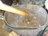 Грибы